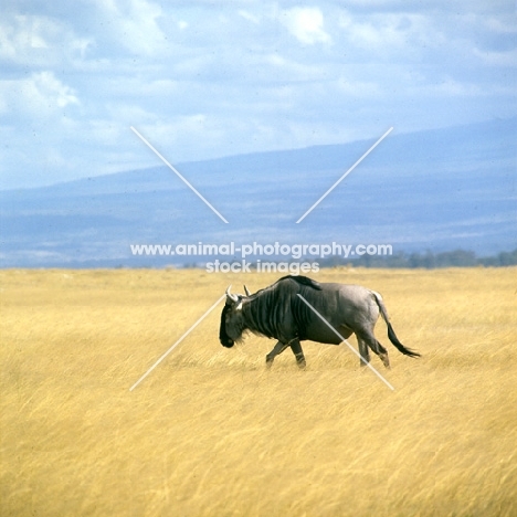 lone wildebeest in amboseli np