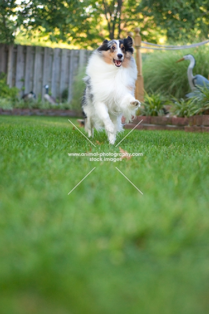 shetland sheepdog running in yard, low angle