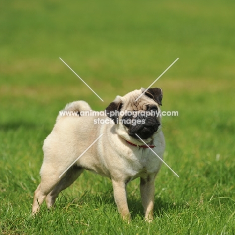 fawn Pug