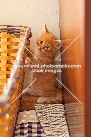 Maine Coon kitten at home