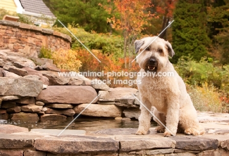 Soft Coated Wheaten Terrier on steps