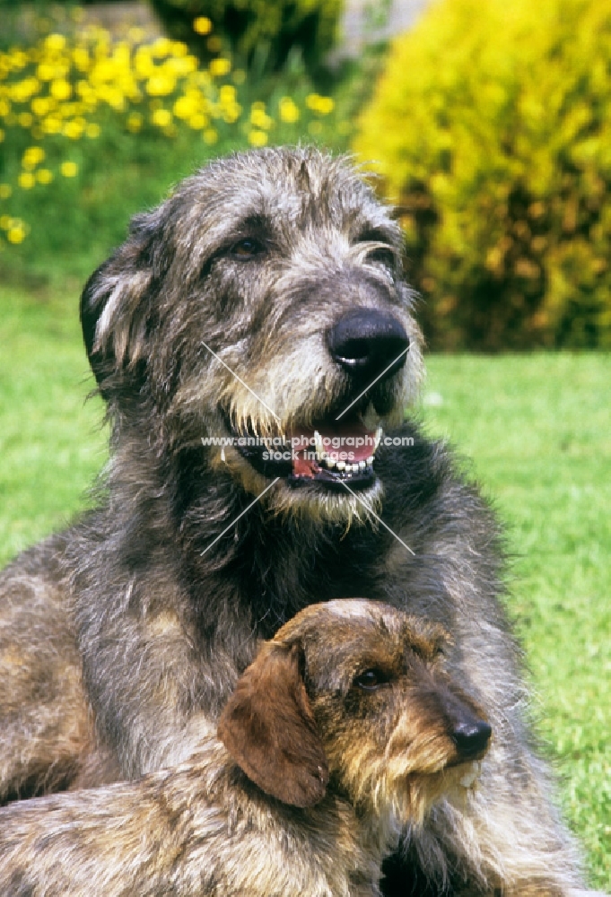 ch sovryn of drakesleat, irish wolfhound and min wire dachshund, drakesleat easy come, together