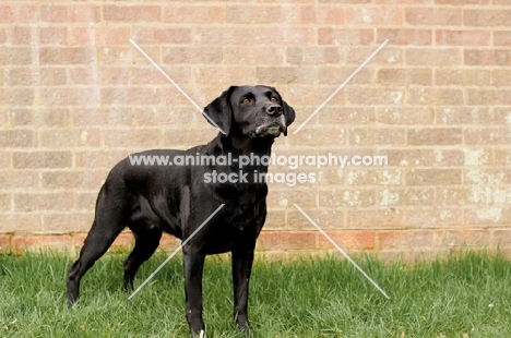 black Labrador Retriever near wall