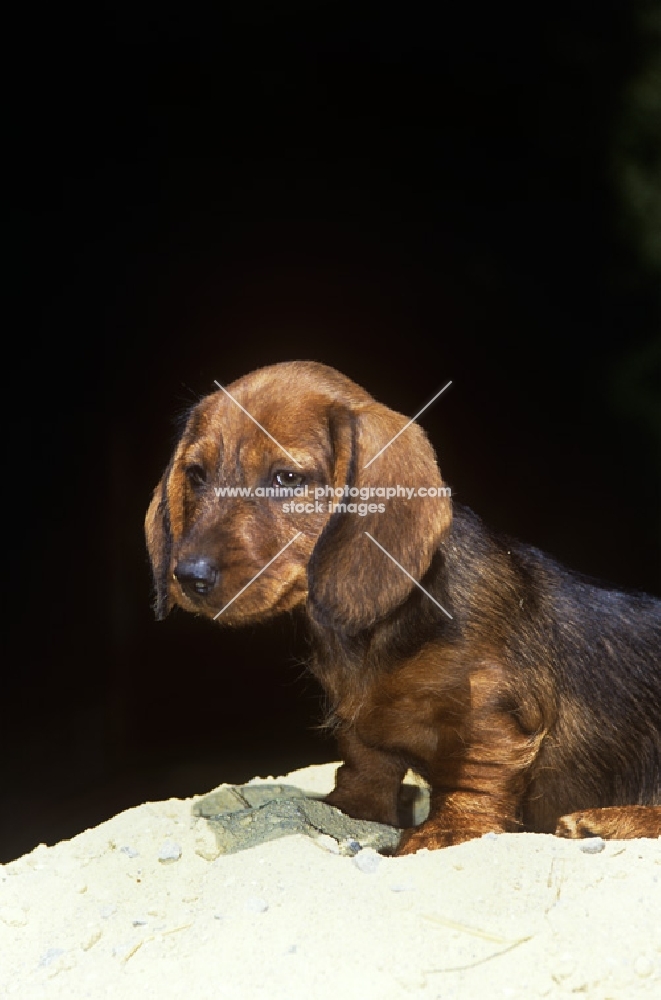 wire haired dachshund puppy on sand