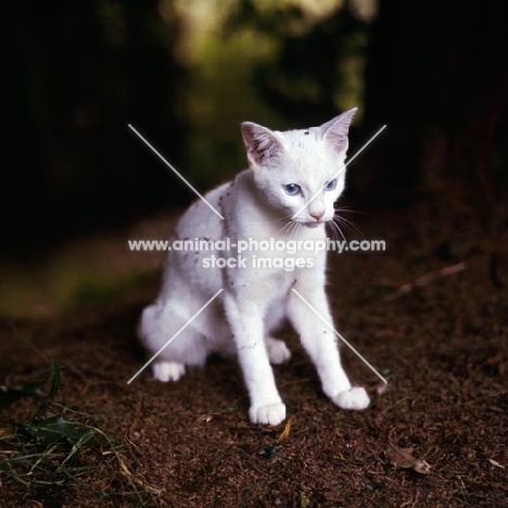 foreign white cat sitting