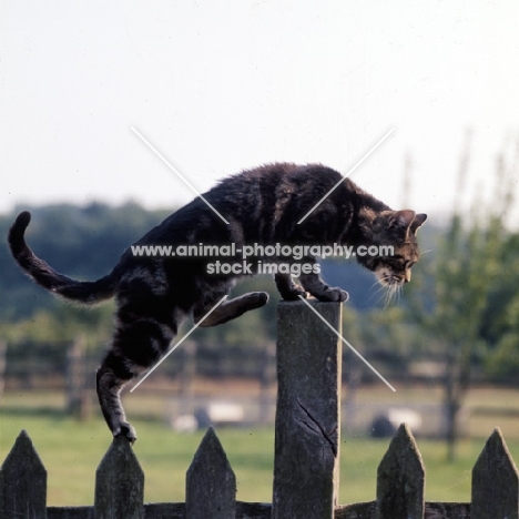tabby cat climbing on a fence post