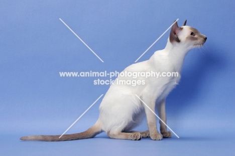 6 month old lilac point Siamese