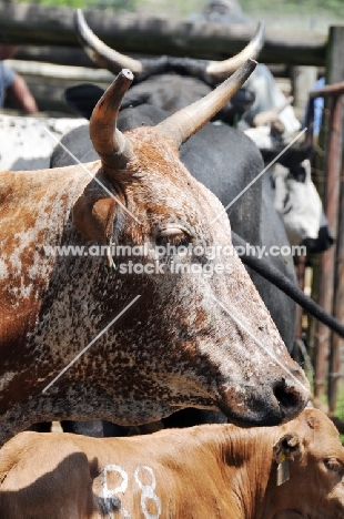 Nguni Cattle