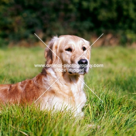 golden retriever lying in grass