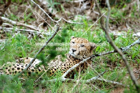 Cheetah lying down