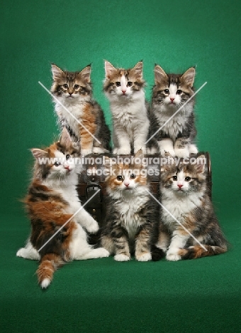 six Norwegian Forest kittens with a box