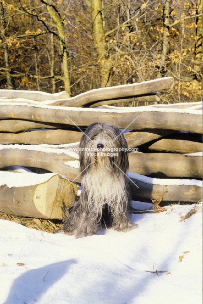 Bearded Collie sitting in snow