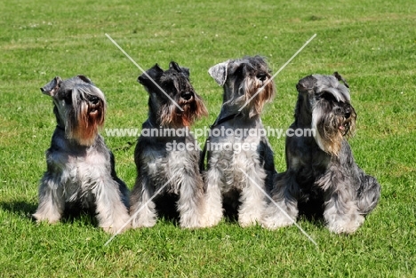 four miniature Schnauzers in a row