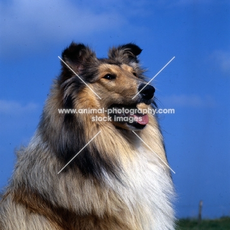 rough collie head study against blue sky