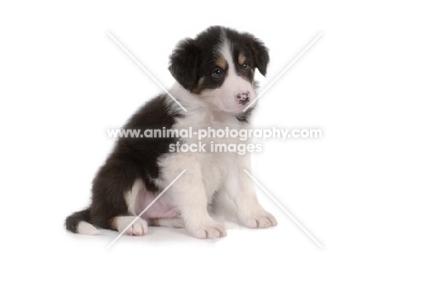 Border Collie sitting in studio