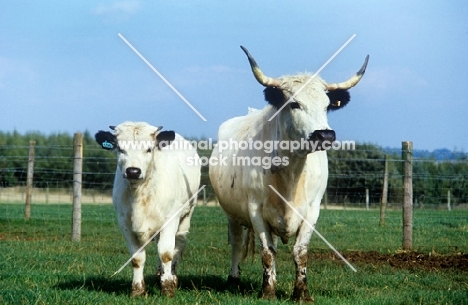 white galloway cow and calf 