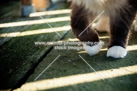 mitted Ragdoll feet