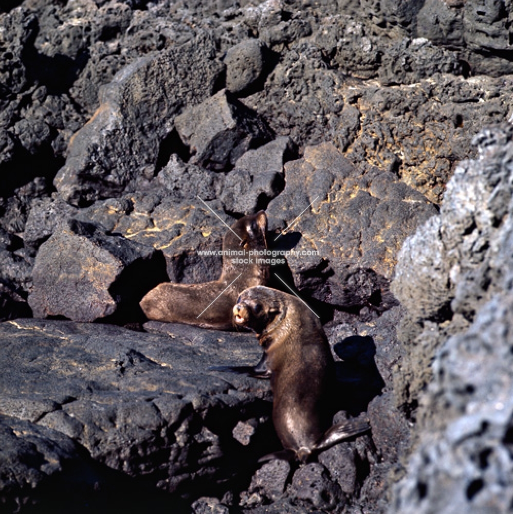 two galapagos fur seals on lava on james island, galapagos islands