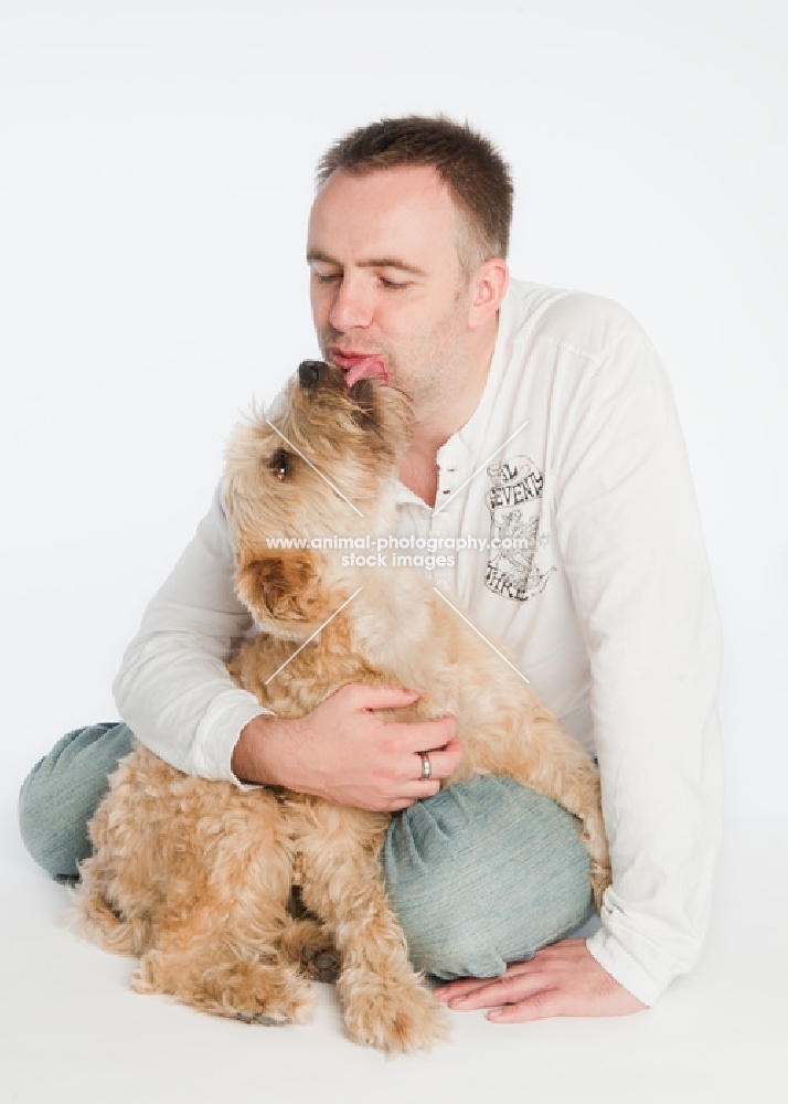 Wheaten Terrier sitting on owner's lap.