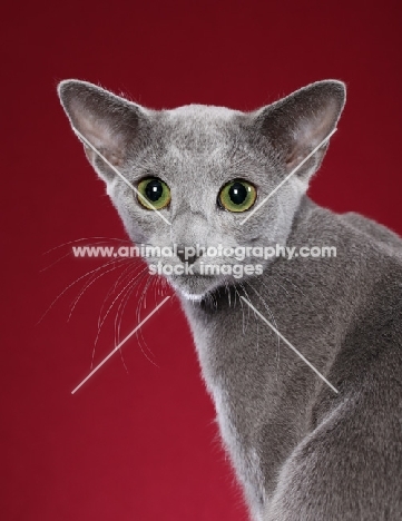 Russian Blue on red background