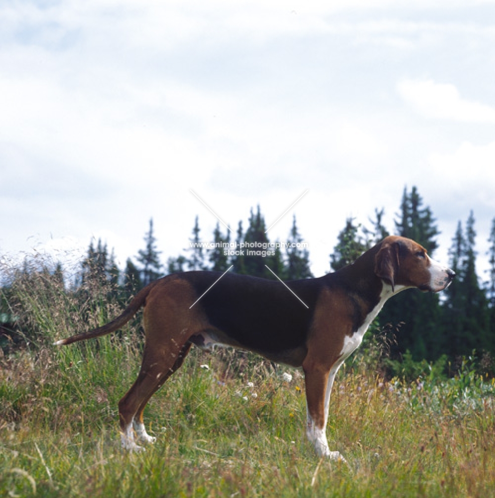 Finnish Hound in Scandinavian Forest