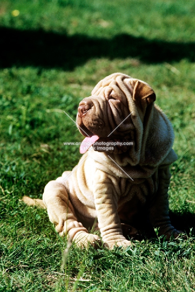 shar pei puppy