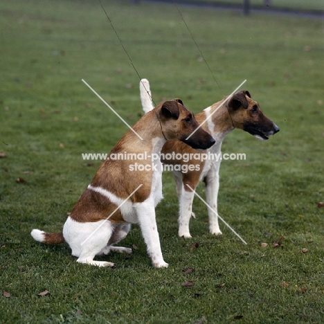 ch ellastone gold nugget,ch ellastone lucky nugget,  two smooth fox terriers  sitting and standing on grass