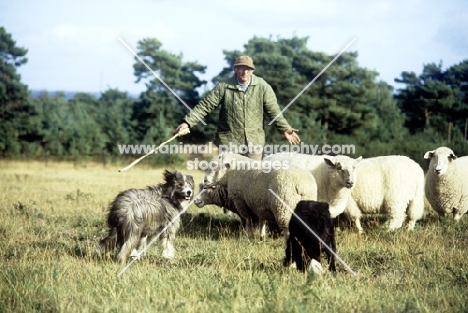 two sheepdogs working sheep with owner,