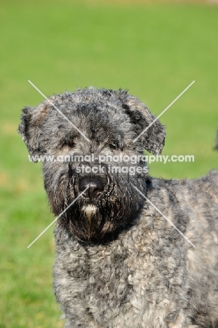 Bouvier des Flandres portrait