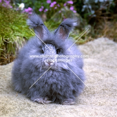 angora rabbit