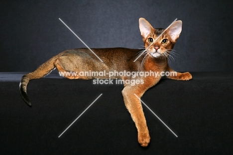 Ruddy Abyssinian male reclined against black background with arm over edge
