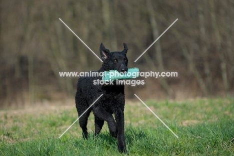 Curly Coated Retriever running with dummy