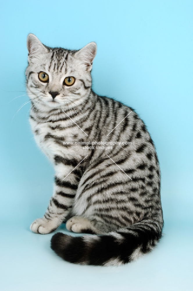 british shorthair cat sitting, silver spotted tabby colour