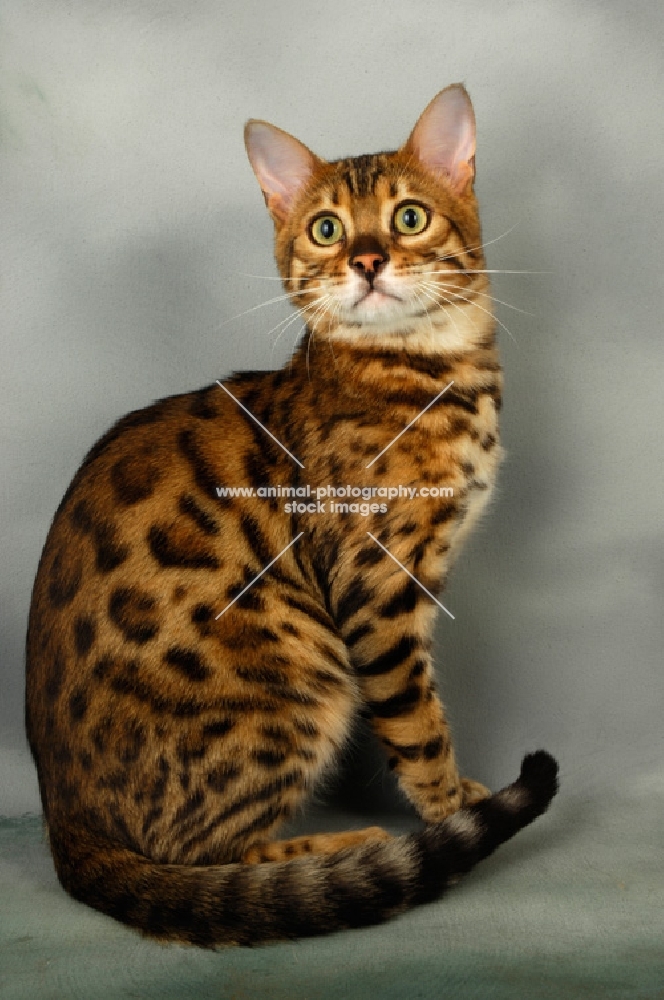 brown spotted bengal sitting