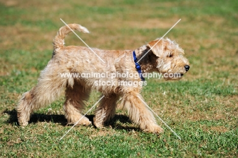 Lakeland Terrier walking, side view