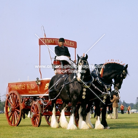 two shire horses in a display windsor, thwaites ales