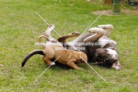 Antikdogge, cross between Cane Corso and Dogo Canario to create old type mastiff