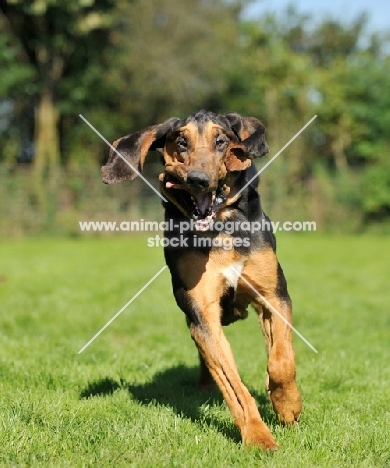 Bloodhound running