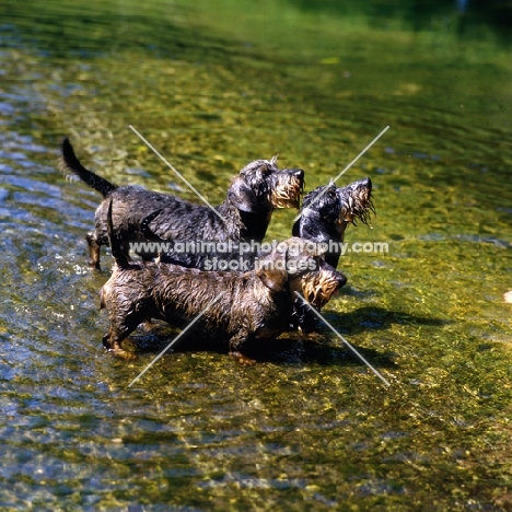three miniature wire haired dachshunds from drakesleat in stream