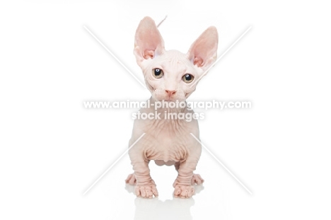 Bambino kitten on white background