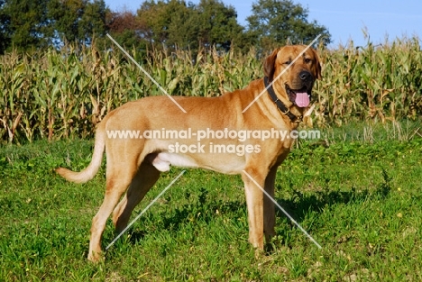 Broholmer majestic dog