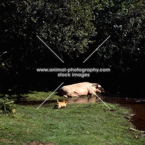 norfolk terrier creeping up on a sleeping pig