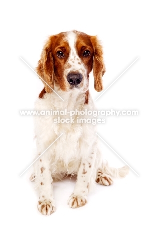 Welsh Springer Spaniel