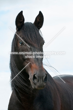 portrait of Lusitano stallion with light blue sky background