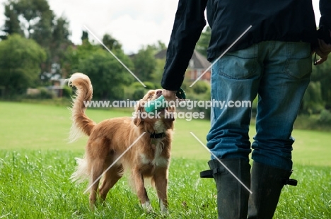 Nova Scotia Duck Tolling Retriever retrieving in field