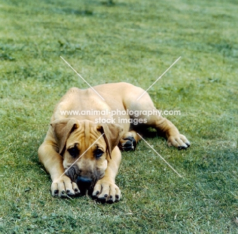 chaos of clausentum,  great dane puppy lying on grass