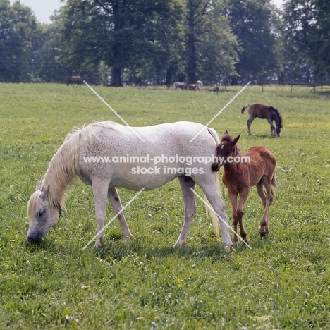 German Arab mare with foal close by at marbach stud,,, 