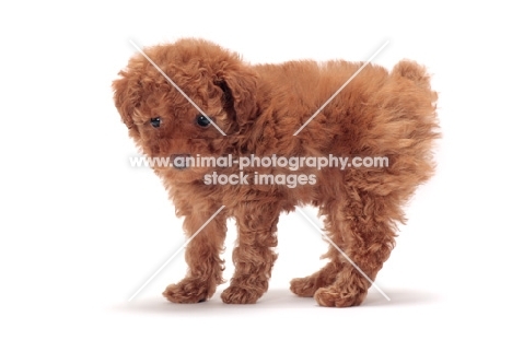 apricot coloured Toy Poodle puppy