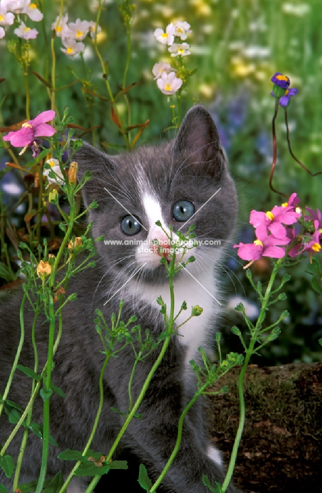 blue and white kitten smelling flowers
