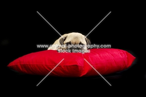 Pug puppy resting on pillow